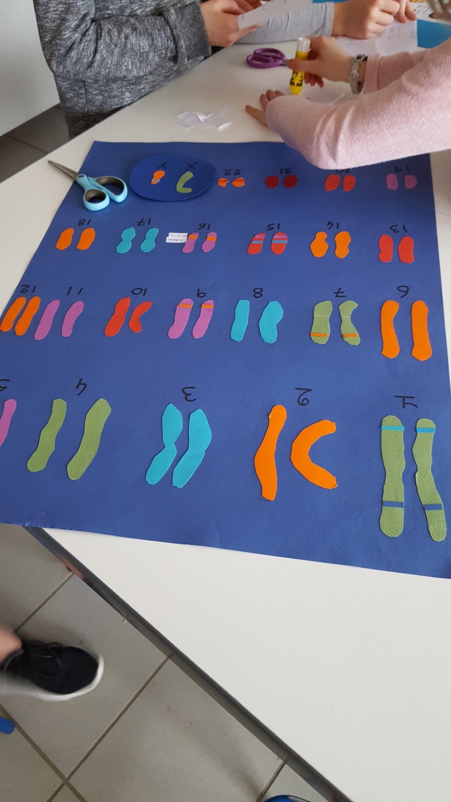 Chromosomes1